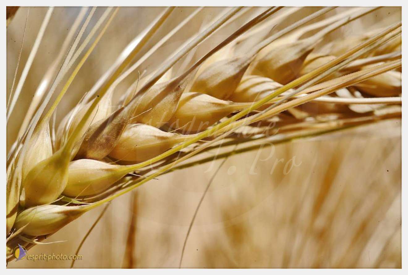 Nom de l'image : D30014319_1 — Description :