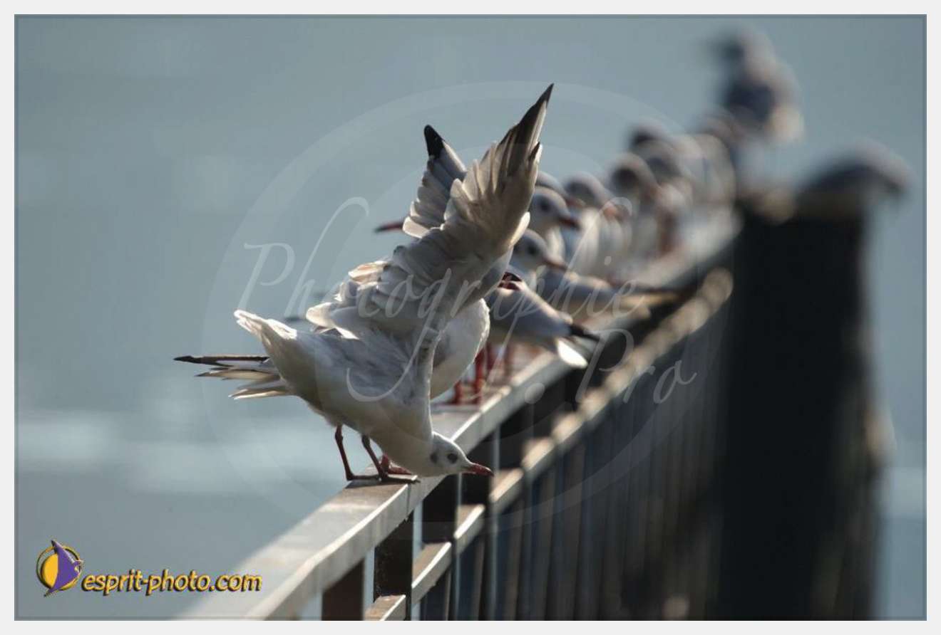 Nom de l'image : EP08-0396 — Description :