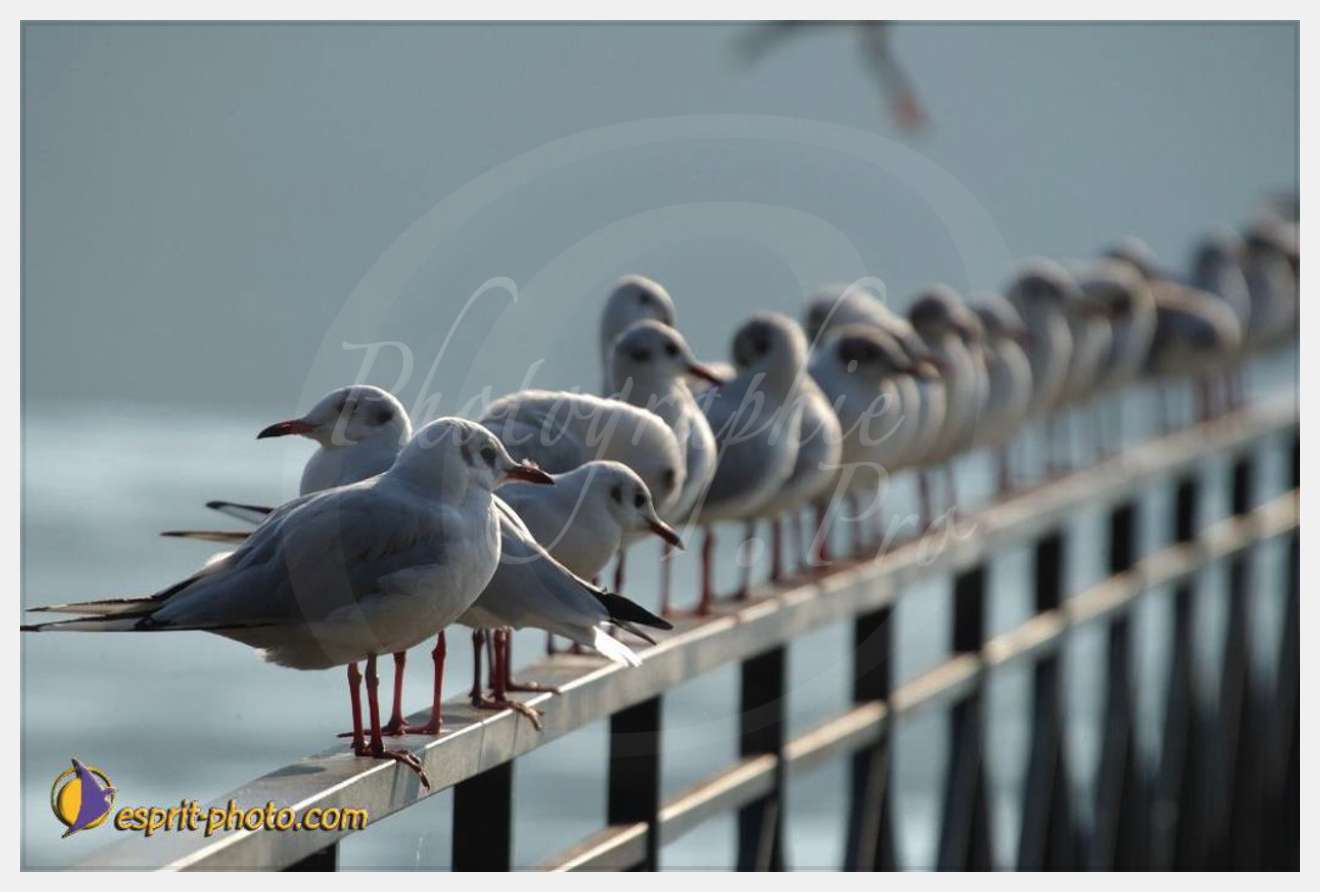 Nom de l'image : EP08-0398 — Description :