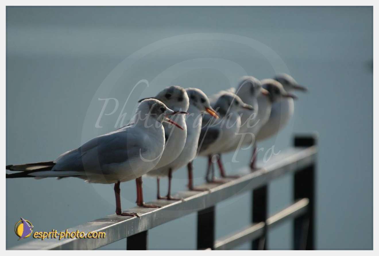 Nom de l'image : EP08-0399 — Description :