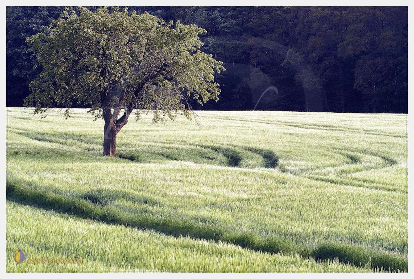 Nom de l'image : D1133258-nef-01 — Description :