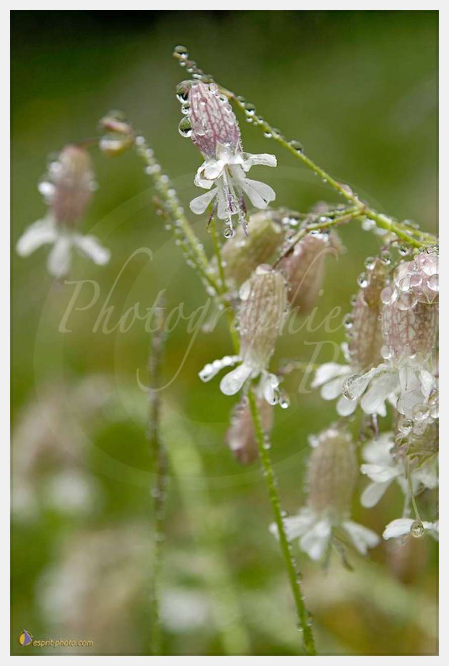 Nom de l'image : D2026865-1 — Description :