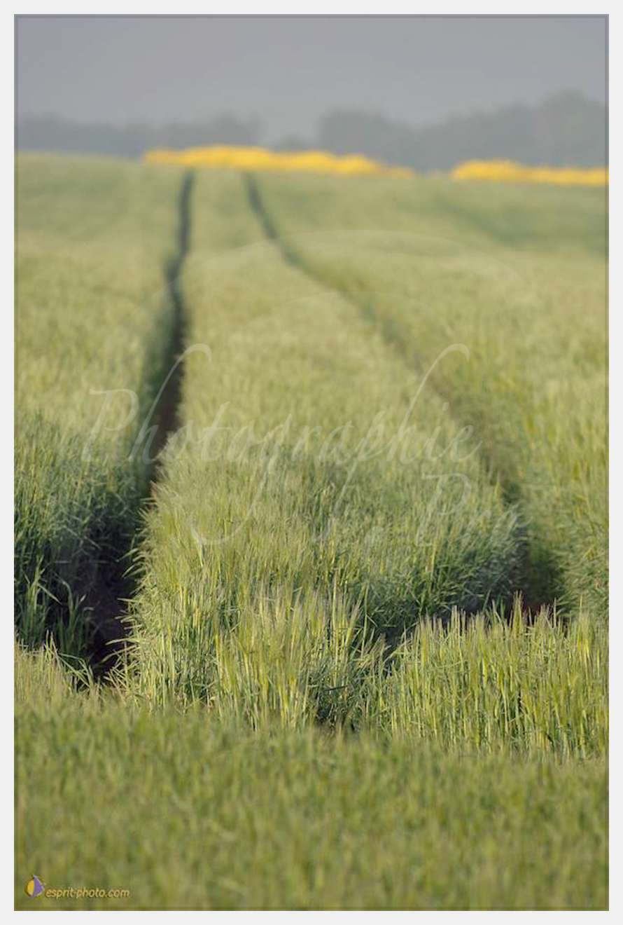 Nom de l'image : D2162554_1-2 — Description :