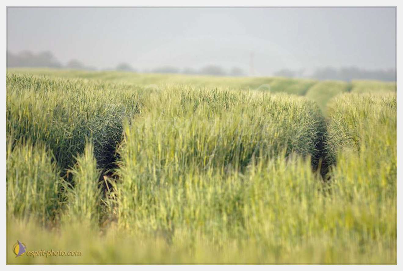 Nom de l'image : D2162564_1-2 — Description :