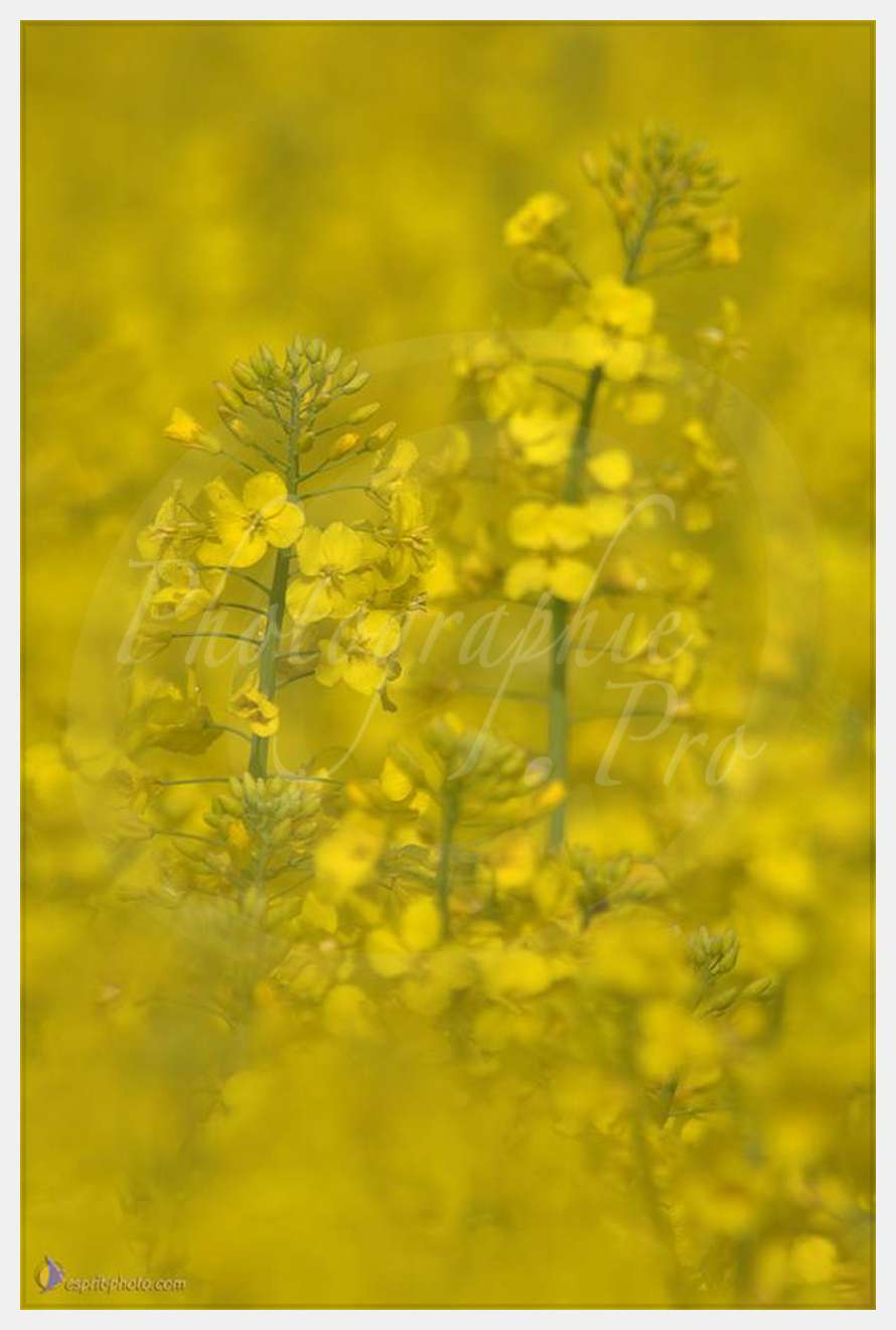 Nom de l'image : D2162576_1 — Description :