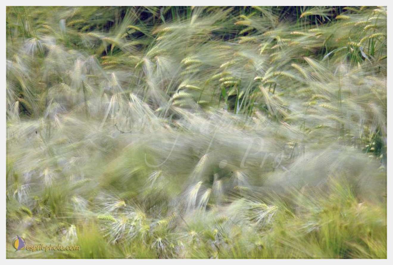 Nom de l'image : D2166588_1 — Description :  Champ de blE? - animaux  Philmain