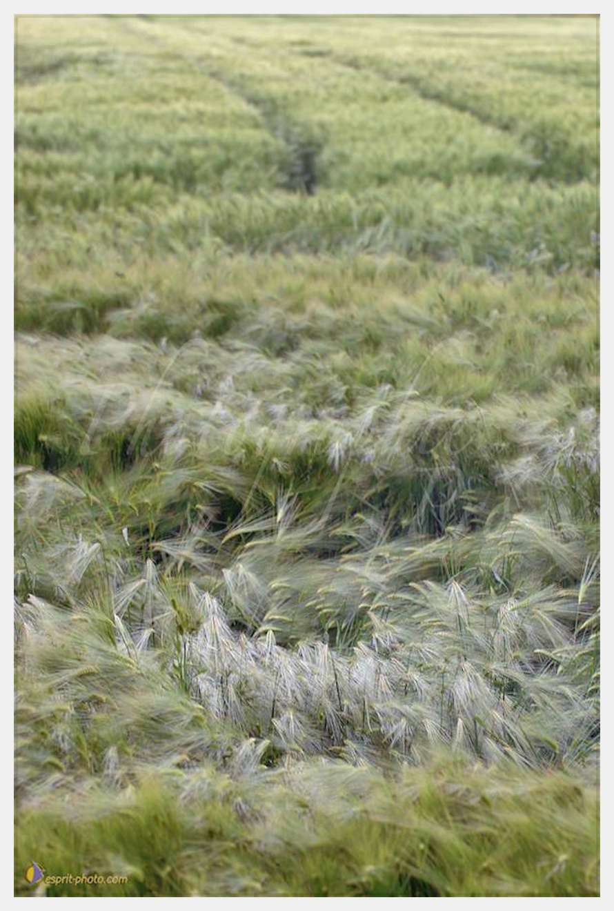 Nom de l'image : D2166612_1 — Description :  Champ de blE? - animaux  Philmain