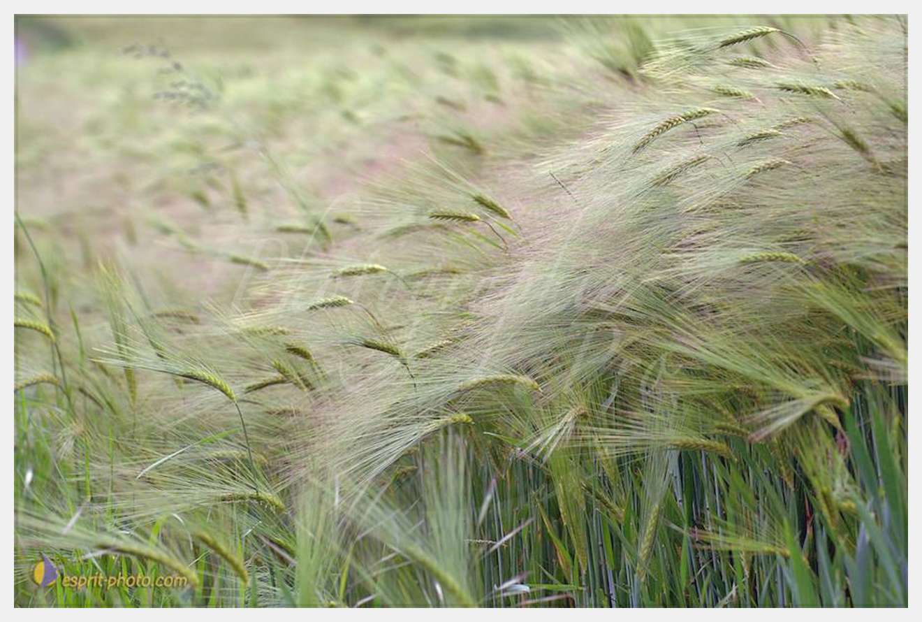 Nom de l'image : D2166623_1 — Description :  Champ de blE? - animaux  Philmain