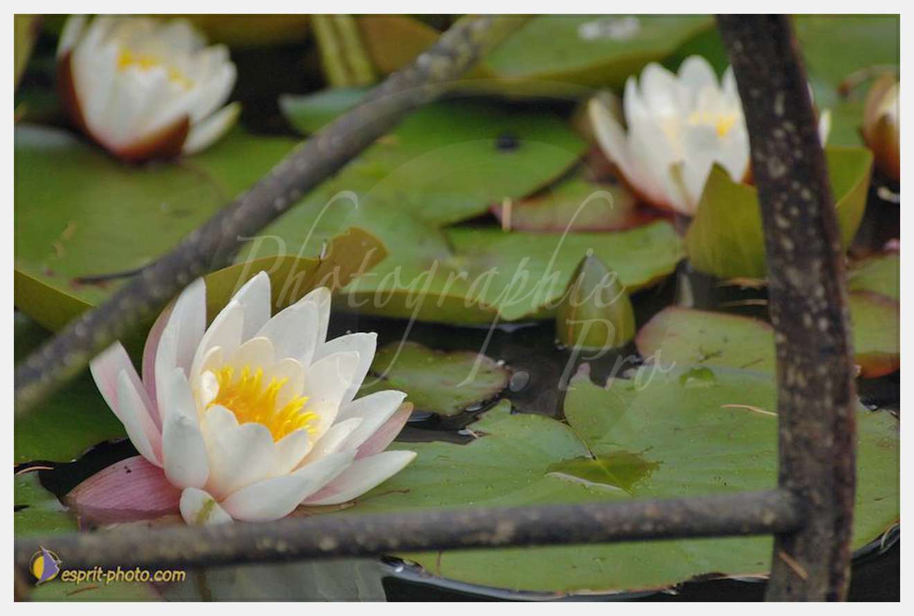 Nom de l'image : D2166630_1 — Description :  Champ de blE? - animaux  Philmain