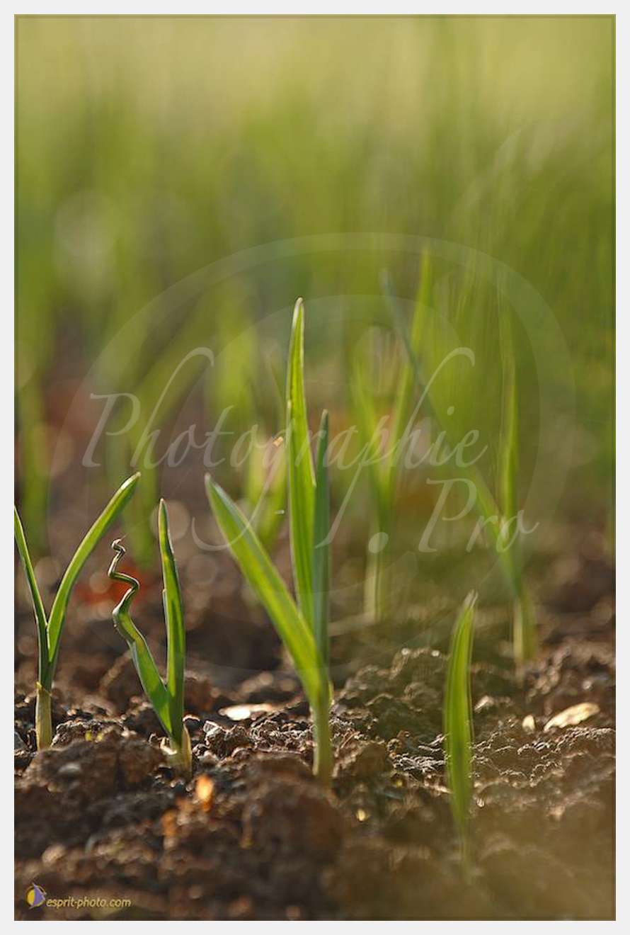 Nom de l'image : D2214025_1 — Description :