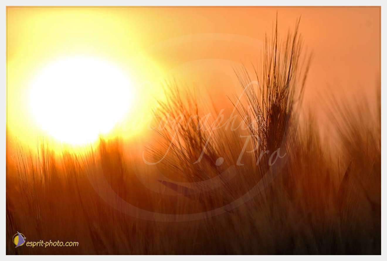 Nom de l'image : D2225162_1 — Description :