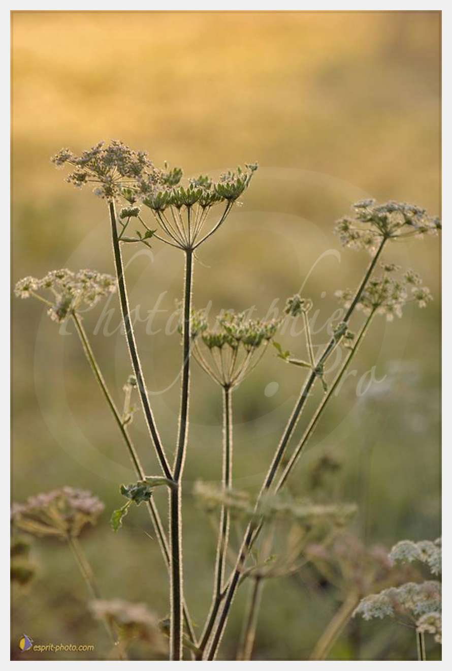 Nom de l'image : D2237859_1 — Description :