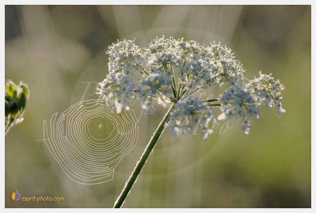 Nom de l'image : D2237866_1 — Description :