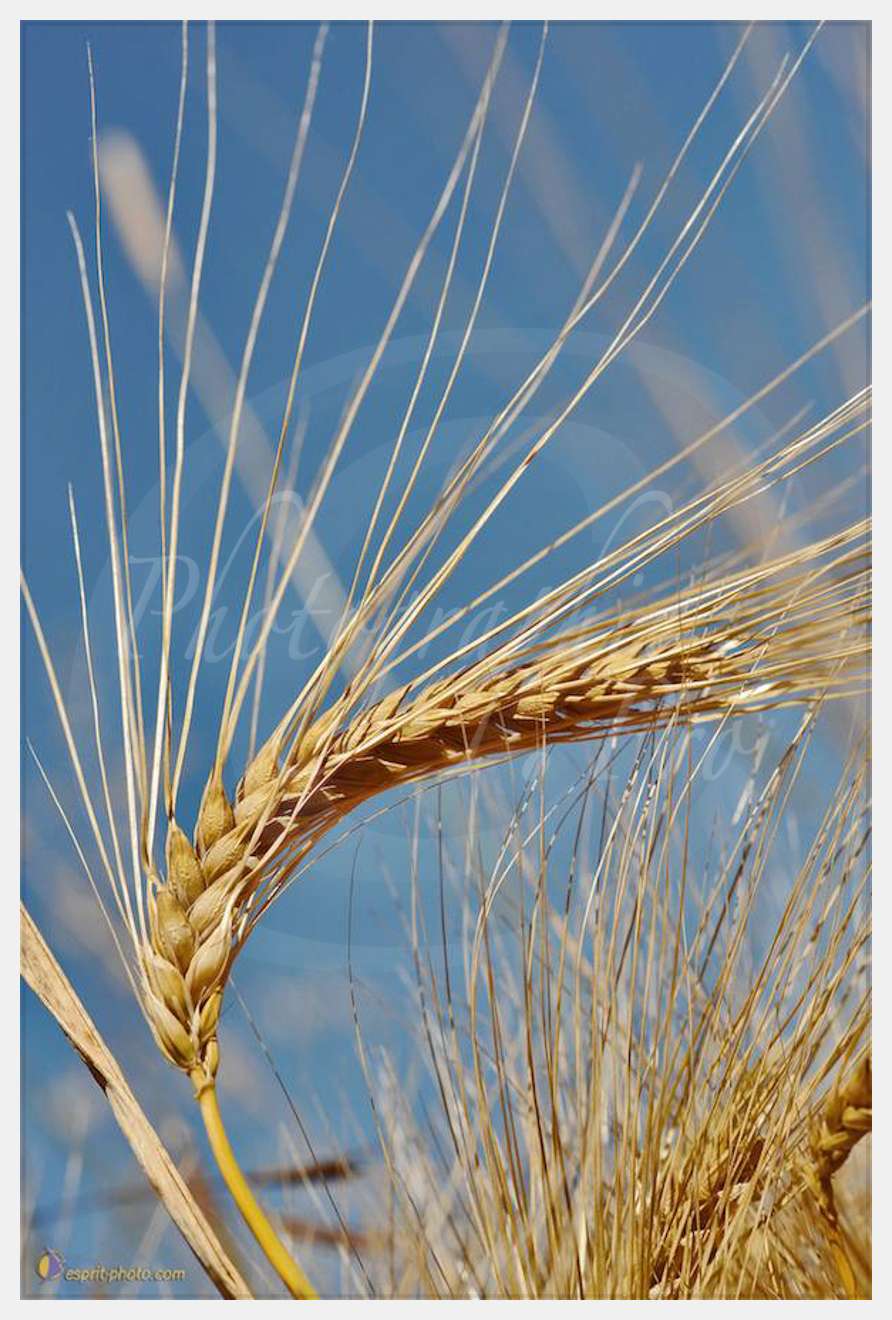 Nom de l'image : D30014334_1 — Description :