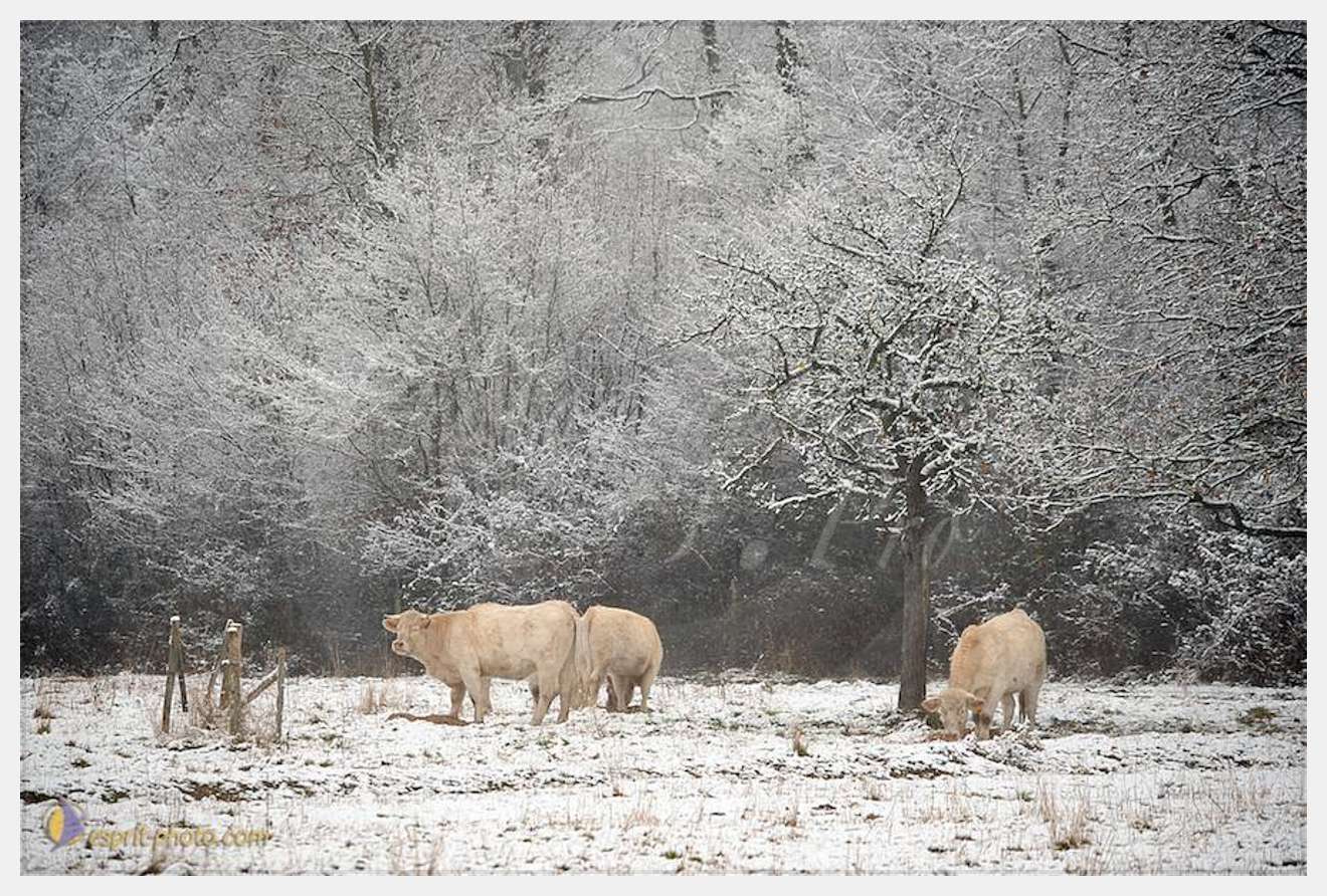 Nom de l'image : D30038027_1 — Description :