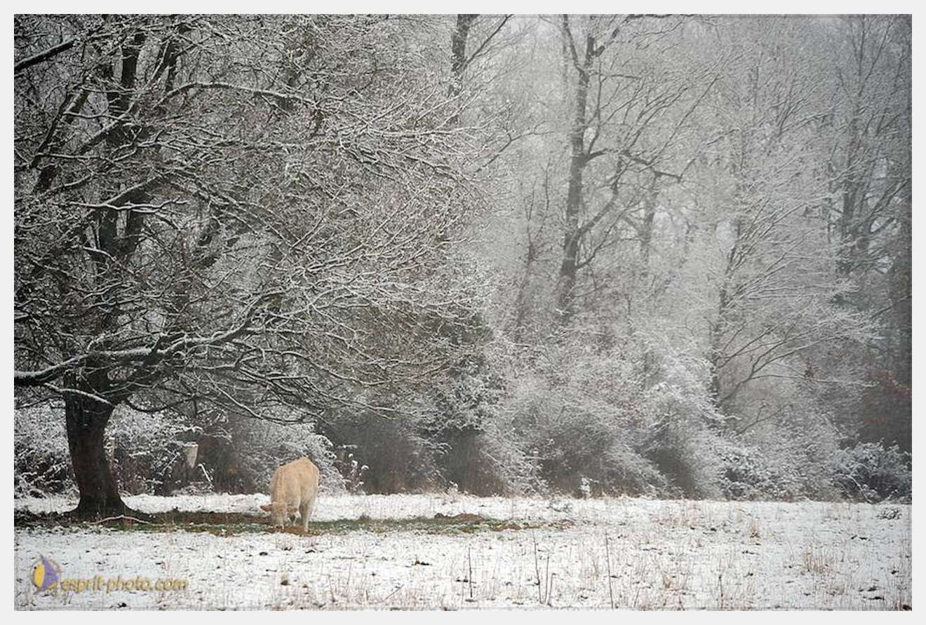 Nom de l'image : D30038028_1 — Description :