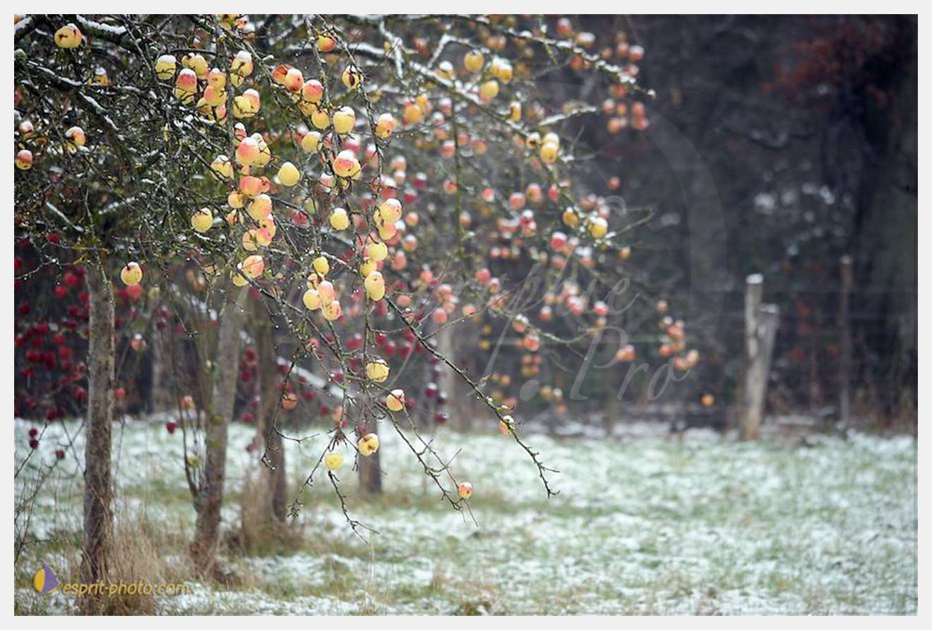 Nom de l'image : D30038089_1 — Description :