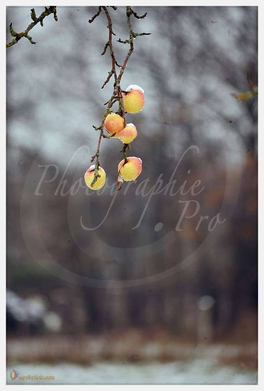 Nom de l'image : D30038098_1 — Description :