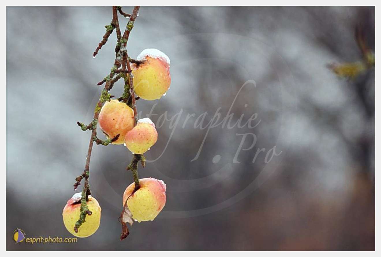 Nom de l'image : D30038098_2 — Description :