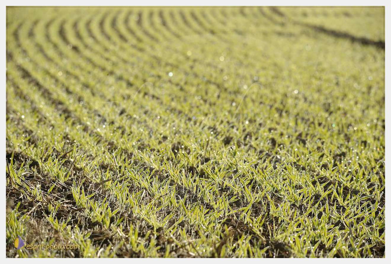 Nom de l'image : D30083136_1 — Description :