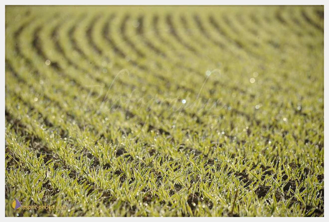 Nom de l'image : D30083137_1 — Description :