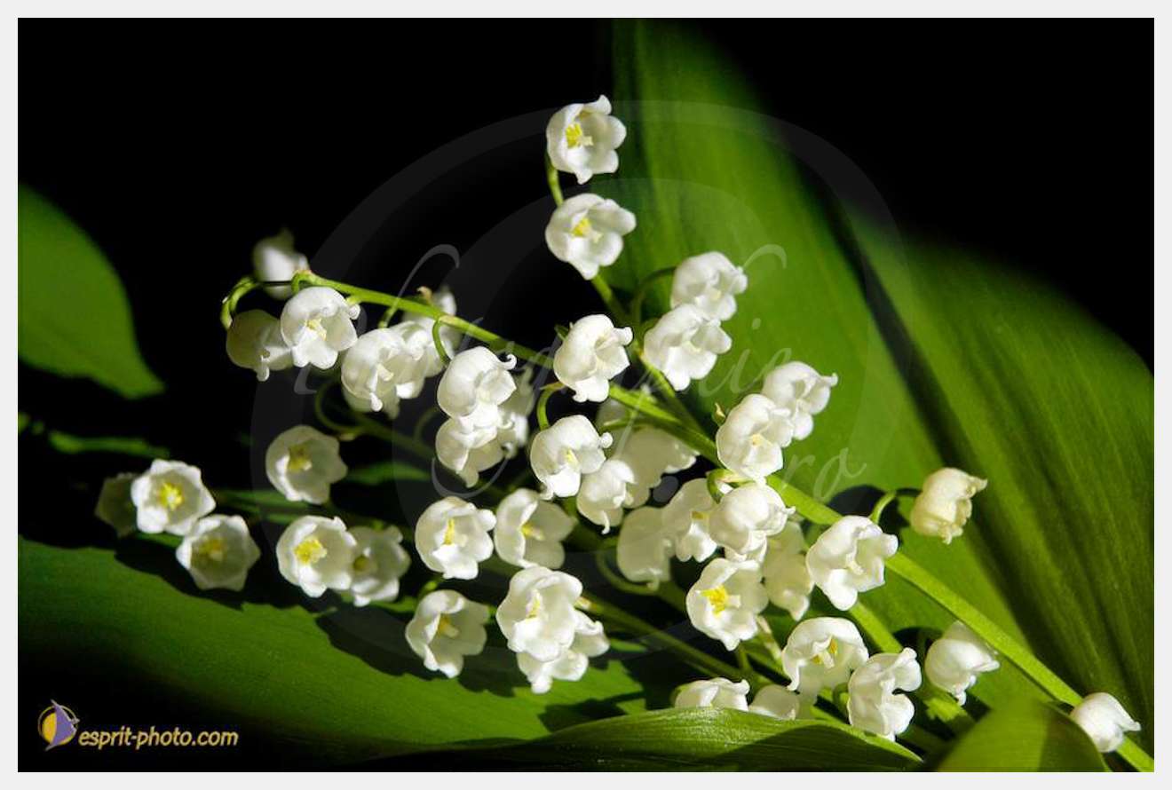 Nom de l'image : EG-Nat-406 — Description :