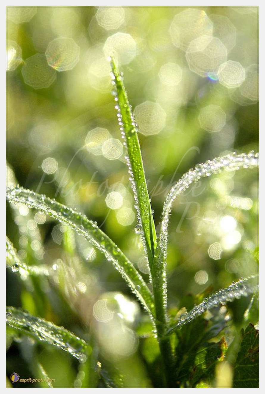 Nom de l'image : Nat-1139-01 — Description :