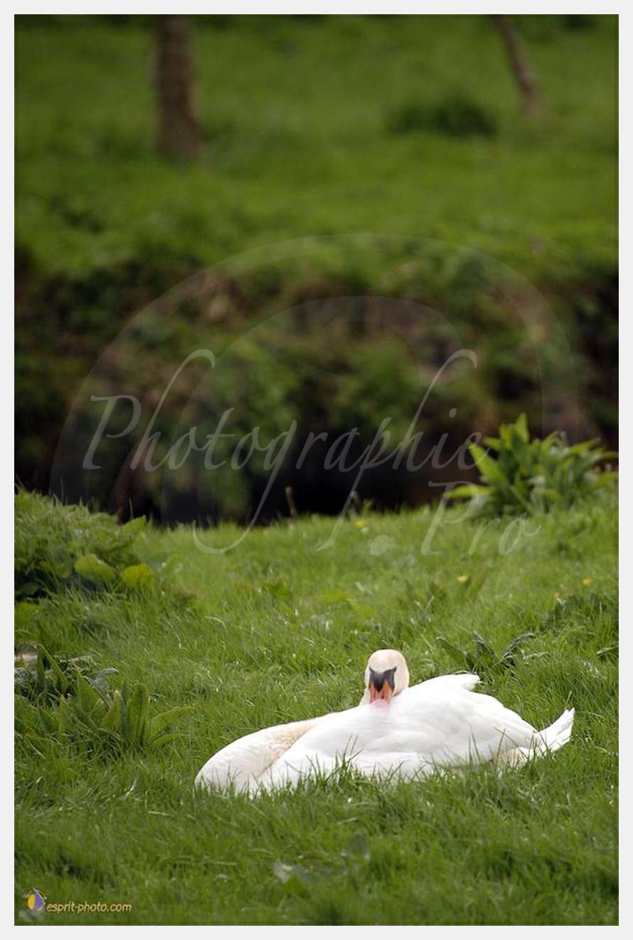 Illustration Animaux