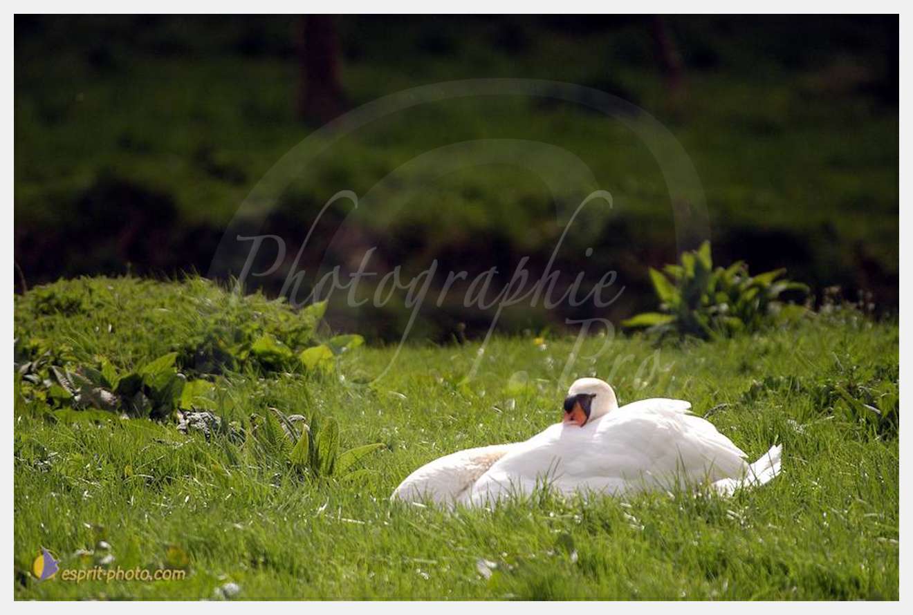 Nom de l'image : D1120332-01 — Description :  PE?lerinage de Chartres 2004