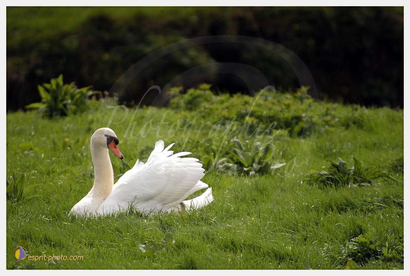 Nom de l'image : D1120336-01 — Description :  PE?lerinage de Chartres 2004