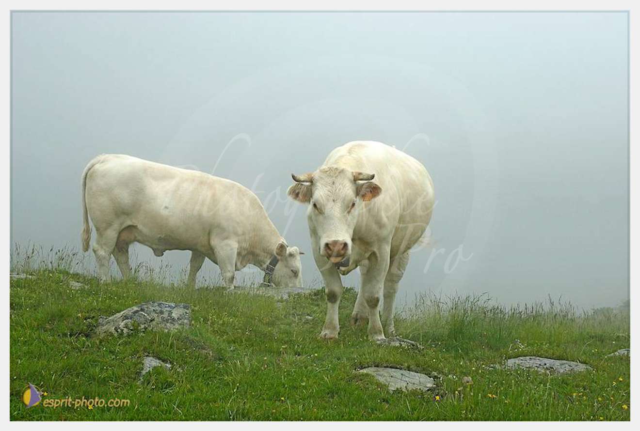 Nom de l'image : D2026787-1 — Description :