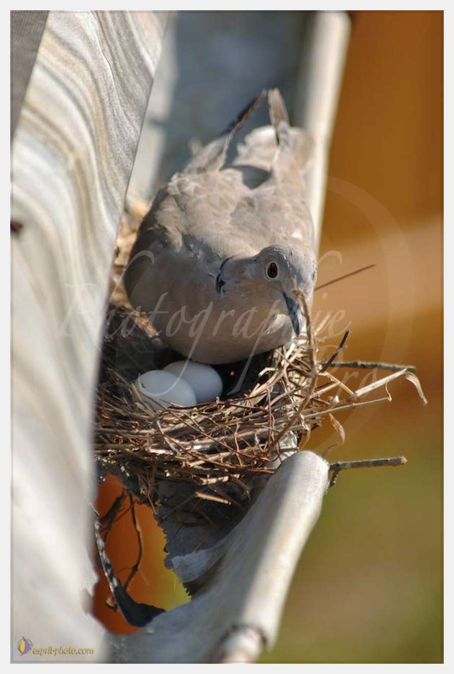 Nom de l'image : D2182964_1 — Description :