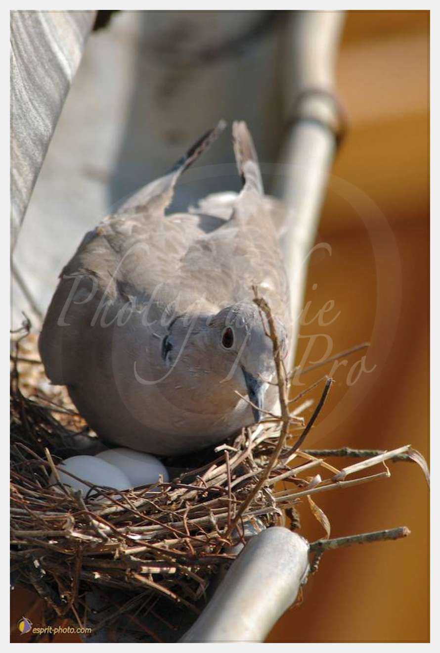 Nom de l'image : D2182978_1 — Description :