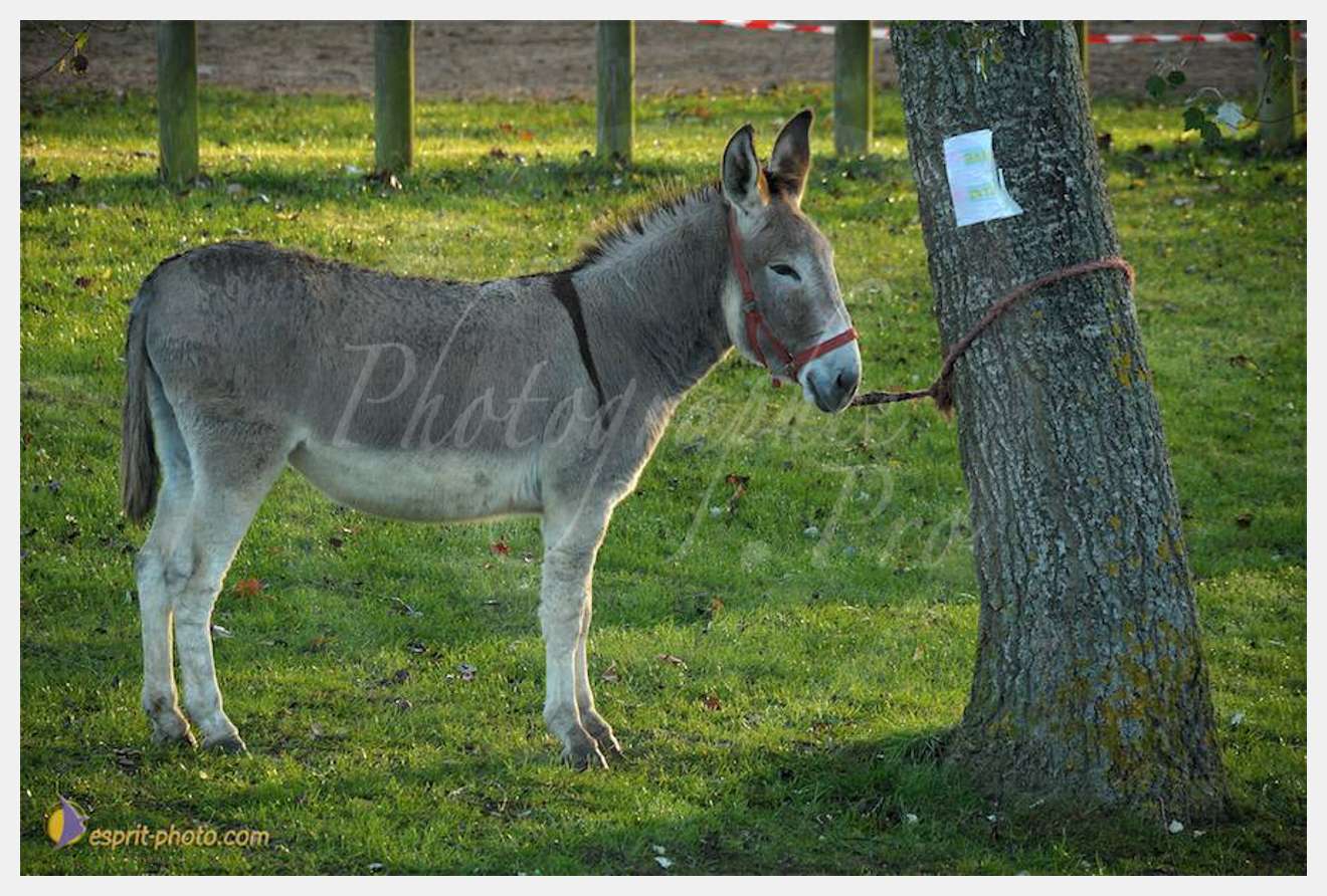 Nom de l'image : D30082779_1 — Description :