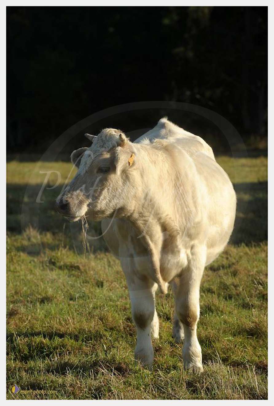 Nom de l'image : D30083120_1 — Description :