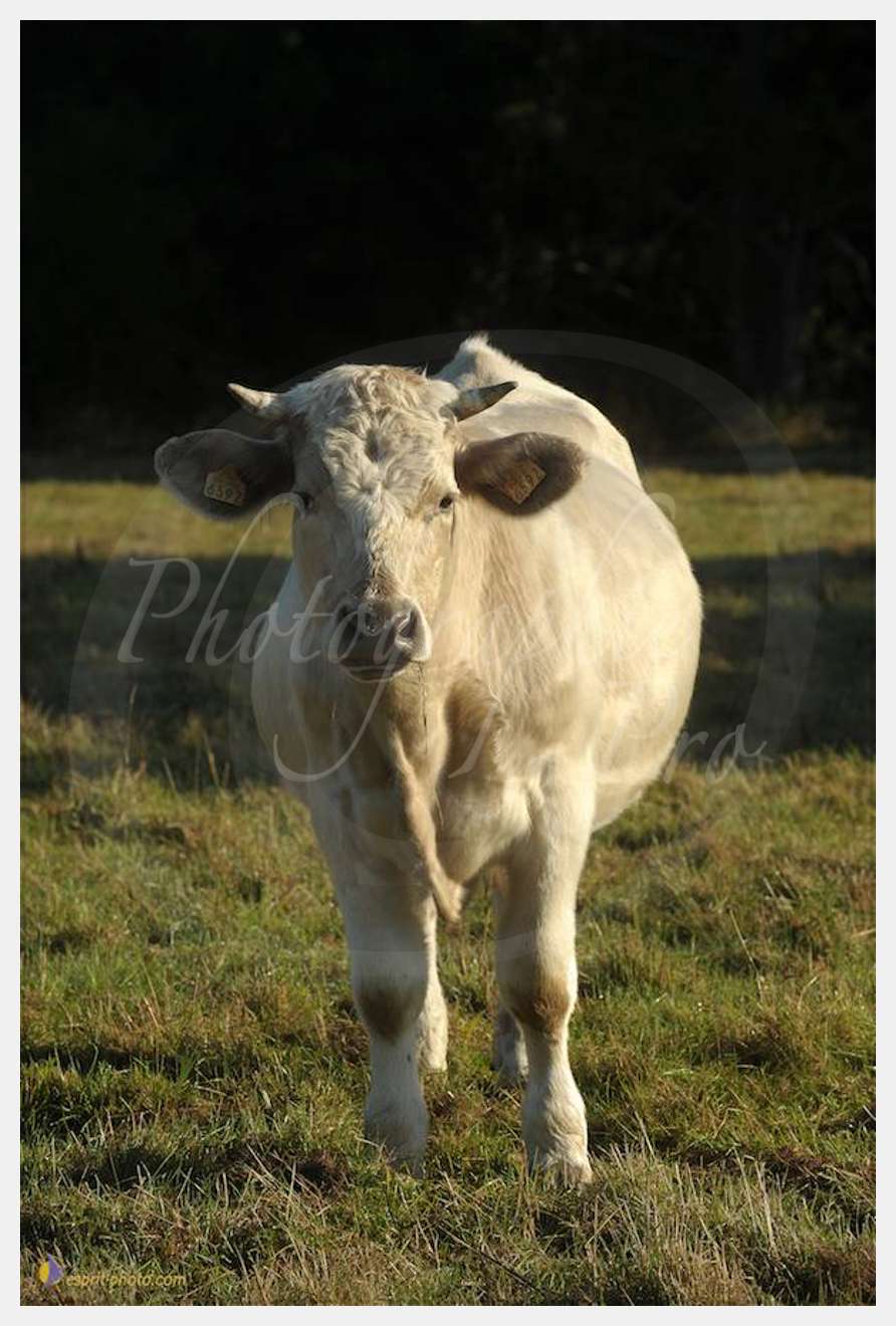 Nom de l'image : D30083121_1 — Description :