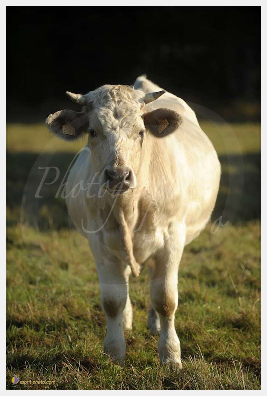 Nom de l'image : D30083122_1 — Description :