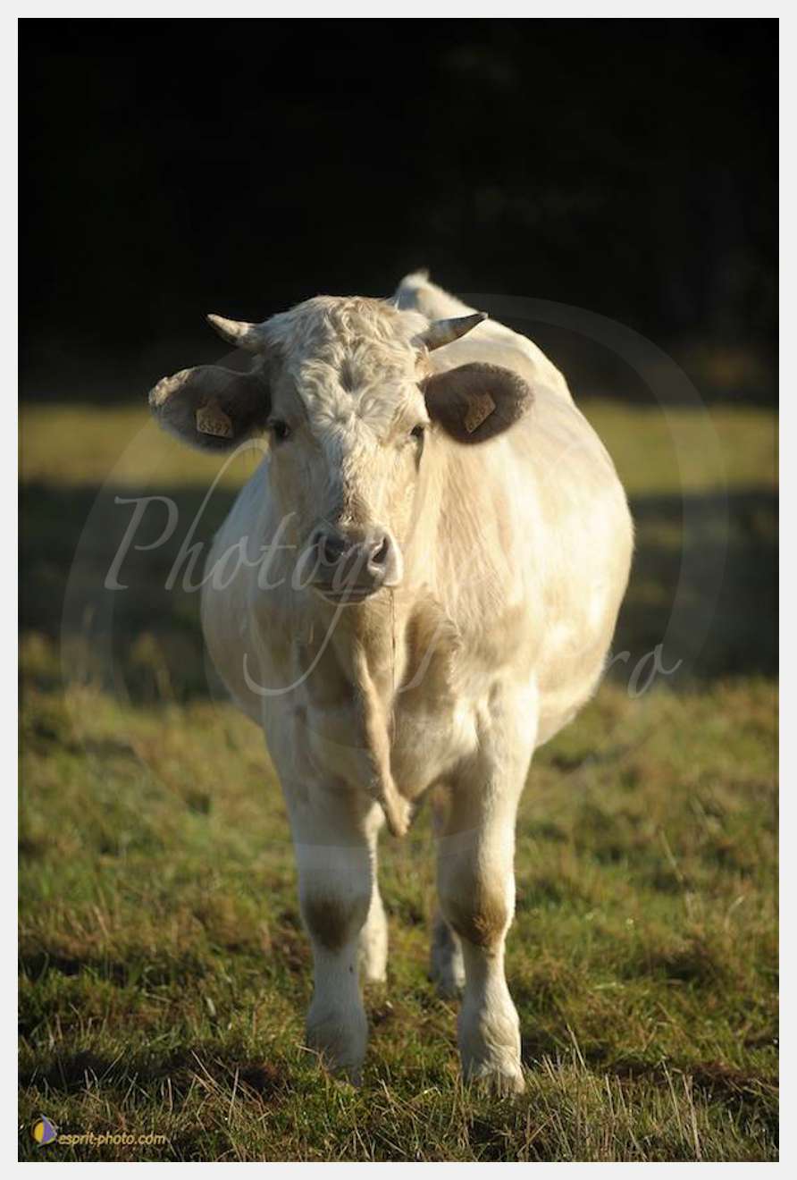 Nom de l'image : D30083123_1 — Description :