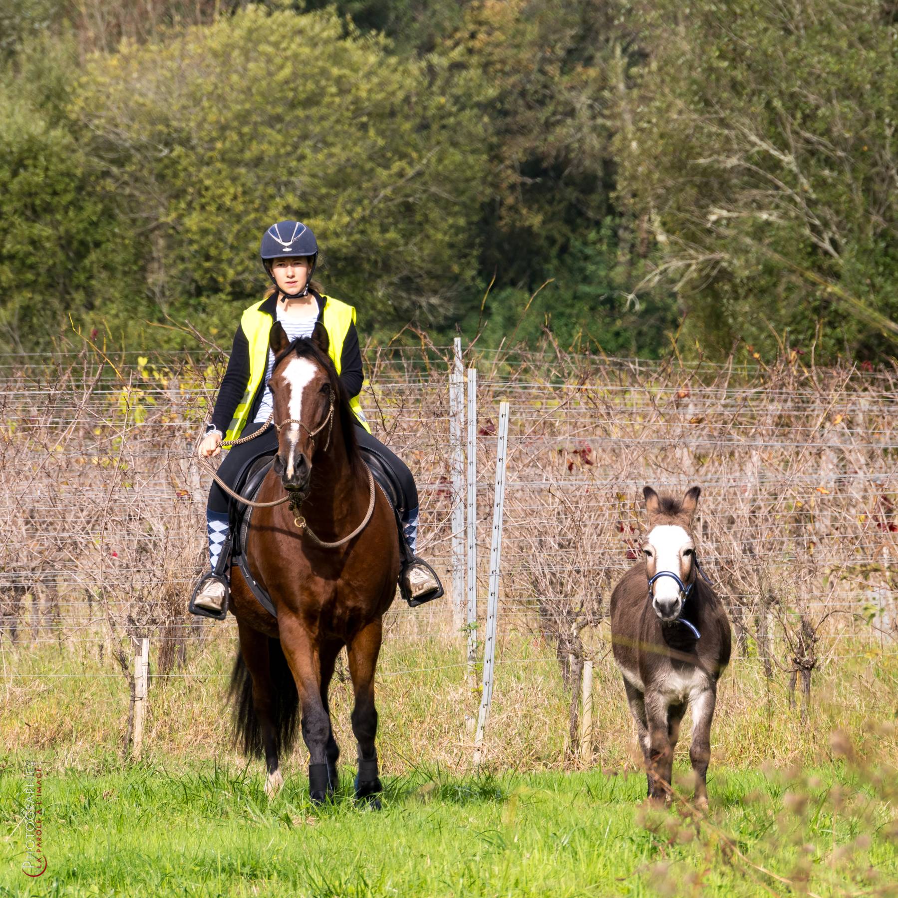 Nom de l'image : NZ9016809_c_PhotoGraphie.Pro — Description :