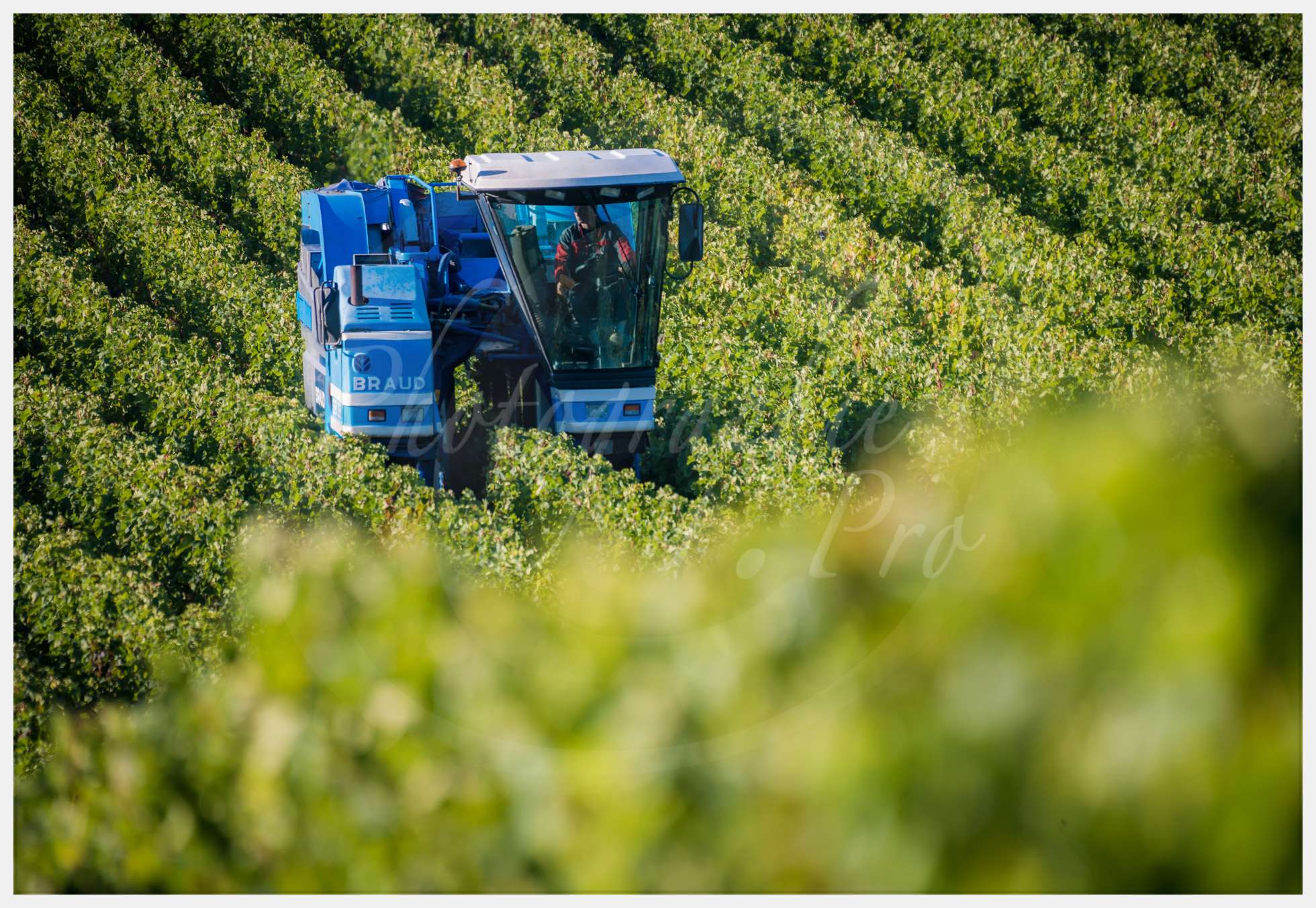 Nom de l'image : Livre-Vendanges-Corbin-2016_p08_c_Photographie.Pro — Description :