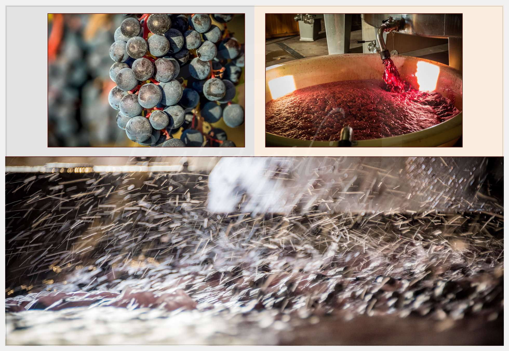 Nom de l'image : Livre-Vendanges-Corbin-2016_p14_c_Photographie.Pro — Description :